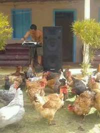 Quand il y a plein de poulettes sur la piste