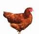 Une poule non...
