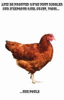 Une poule non...