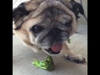 Un chien qui mange du broccoli