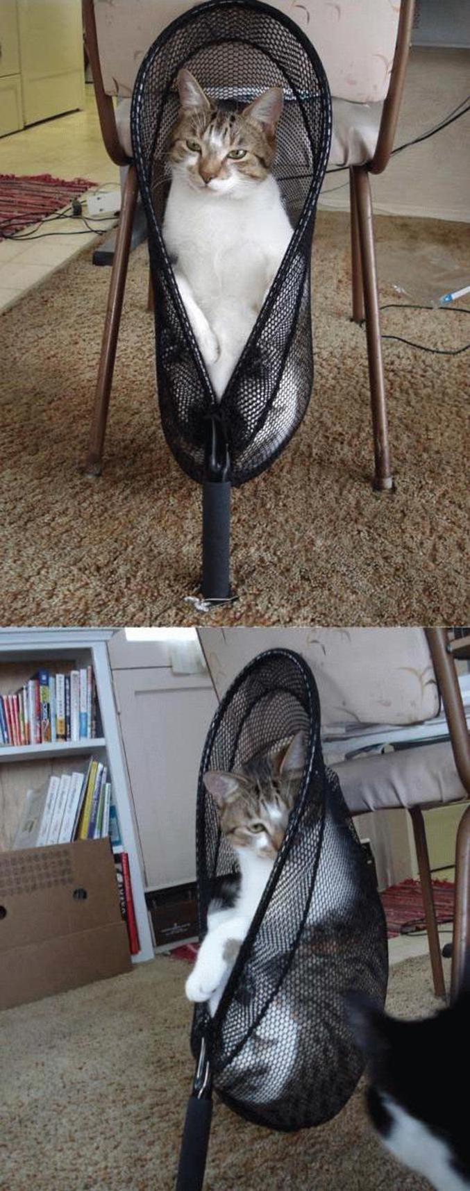 Un joli siège pour chat.