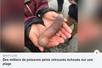 BFMTV ? Faire dans le sensationnel ? Allons donc !