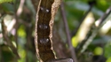 Ceci n'est pas une pipe : Hemeroplanes triptolemus