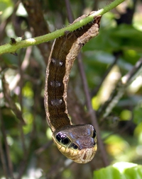 Ceci n'est pas une pipe : Hemeroplanes triptolemus