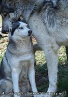 loup gris à côté d'un husky standard