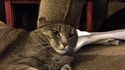 Chat chaussonné