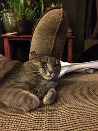 Chat chaussonné