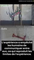 Fourmis contre humains