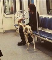 Nourrir la biquette au plus vite...