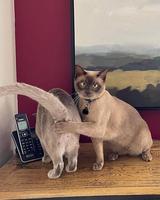 arrêtez de mater le cul de ma femme svp !