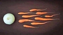 Naissance de Vegans