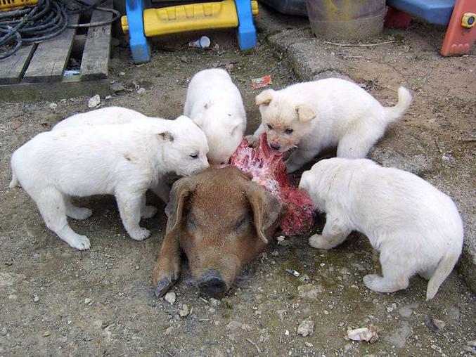 Vous aimez les animaux ? Eux aussi.