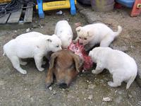 Adorables chiots