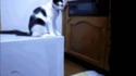 Troll cat