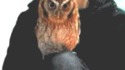 Un hibou
