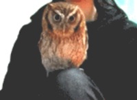 Un hibou
