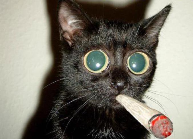 Un chat qui fume un joint.
