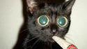 Chat qui fume