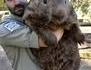Un quokka... un gros.