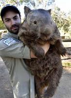 Un quokka... un gros.