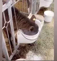 Qu'est ce qu'elle boit la vache ?