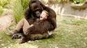 Gorille en manque d'affection ? Plutôt un fake !