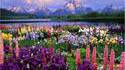 Paysage fleuri