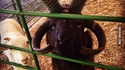 Un bouc au look d'enfer