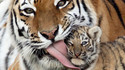 Tigre et son petit