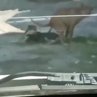 Le langage non verbal des chiens 