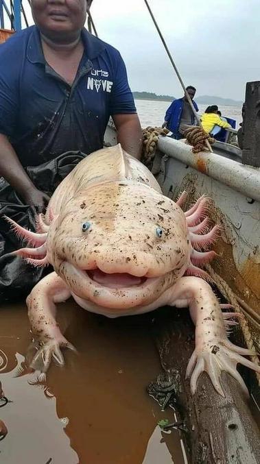 ou la reine ?
https://fr.wikipedia.org/wiki/Axolotl