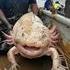 le roi des Axolotls !