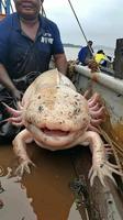 le roi des Axolotls !