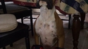 Un boxer