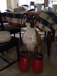 Un boxer