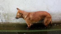 Chien narcoleptique 3