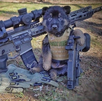 Brigade canine améliorée