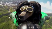 Quand les chiens volent