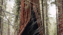 Ouverture de l'arbre