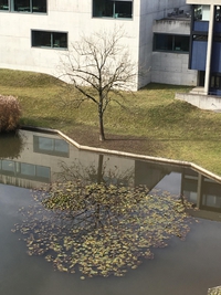 Reflet d'automne