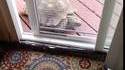 A clever turtle opens door to the house