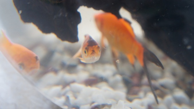 Et maintenant il s'appelle Goldenfish. 