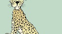 Des strings, des gros chats et des p*tes...