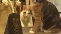 Kit cat
