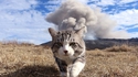Les chats cools partent sans jeter un regard aux explosions