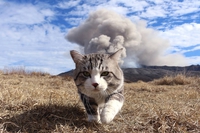 Les chats cools partent sans jeter un regard aux explosions