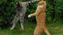 Câlin de chats