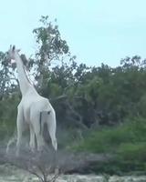 Girafe albinos 