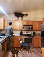 Kan ton chien se prend pour un chat