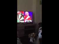 This dog chases darts when they're thrown on TV